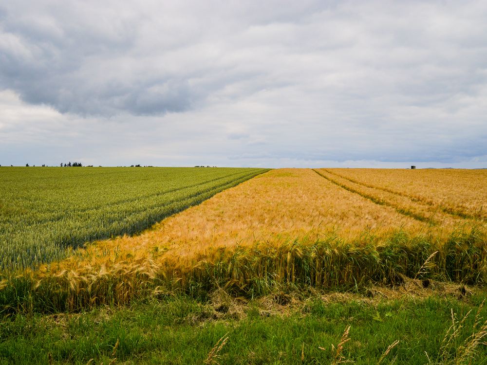 Open farmland used for feed crop cultivation