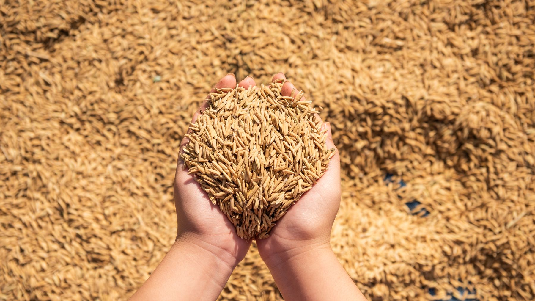 Hands holding freshly harvested paddy rice